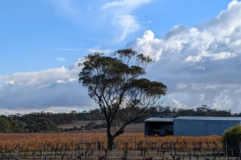 A gum tree above autumn vineyard rows in the Barossa