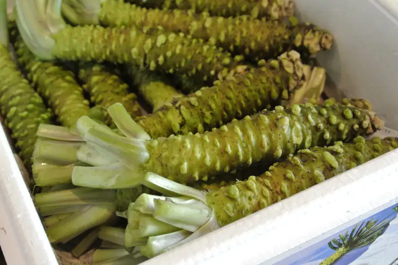 Fresh wasabi roots stacked in a market box